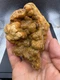 Fossilized Indiana Geode Quartz Botryoidal Agate crinoid calyx 1,510 Carats