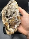 Fossilized Indiana Geode Quartz Crystal 1/2 Agate crinoid calyx 1,275 Grams