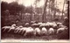 40 IN THE LANDES old postcard /REF -VP2916