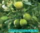 Kaffir Lime Plant Tree Citrus Hystrix Fruting Grafted Tropical 6-8" Tall 4" Pot