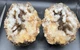 Fossilized Indiana Geode Multi Color Quartz  1/2 Agate crinoid calyx 1,944 Grams