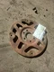 Flywheel/Flex Plate Automatic Transmission Fits 96-03 DODGE 1500 VAN 173411