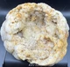 Fossilized Indiana Geode Quartz White  1/2 Agate crinoid calyx 1,438 Grams
