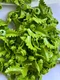 LEGO- NEW-#2682-LIME-PLANT ROUND 1 X 1 W/CURVED LEAF-10 PIECES