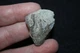Silurian Waldron Shale fossil rare Large Lampterocrinus parvus calyx #1