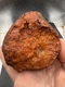 Fossilized Indiana Geode Quartz Botryoidal Red Agate crinoid calyx 1,490 Carats