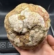 Fossilized Indiana Geode Quartz Crystal Whole Agate crinoid calyx 1,147 Grams