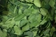 Dried Lime Leaves 30 Organic Citrus Natural Fresh Leaf A Grade Premium Quality