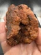 Fossilized Indiana Geode Quartz Botryoidal Red Agate crinoid calyx 1,090 Carats