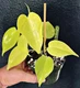 Philodendron Pothos Neon Lemon Lime Heart Leaf Tropical Vining Plant