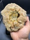 Fossilized Indiana Geode Quartz Crystal 1/2 Agate crinoid calyx 1,613 Grams