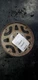 Flywheel/Flex Plate Automatic Transmission 3.9L Fits 96-03 DAKOTA 1132540