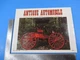 Vintage Antique Automobile May June 1984 Vol. 48 No. 3 M3513