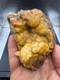 Fossilized Indiana Geode Quartz Botryoidal Agate crinoid calyx 1,520 Carats