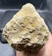 Fossilized Indiana Geode Quartz Crystal Whole Agate crinoid calyx 1,686 Grams