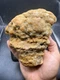 Adam Bomb Fossilized Indiana Geode Crystal  Agate Crinoid Calyx 1,609 Grams