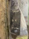 LJ6Z-17C946-A Ford Escape Right Front Side Bumper
