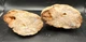 Fossilized Indiana Geode Quartz Pink  Agate crinoid calyx 1,925 Carats