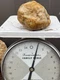 Fossilized Indiana Geode Quartz Crystal Whole Agate crinoid calyx 1 Lb